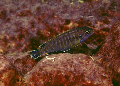 Labidochromis sp. 'likomae' Maingano Island